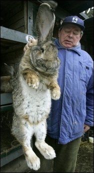 ilya-Rabbit_picture.jpg